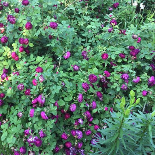 Fioletowy - Róże pienne - z kwiatami hybrydowo herbacianymi - korona krzaczasta